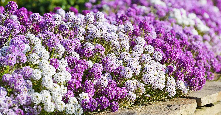 פרחי עליסום מתוקים הם בין הצמחים הפופולריים ביותר שנמכרים במרכזי גינות בצפון אירופה
