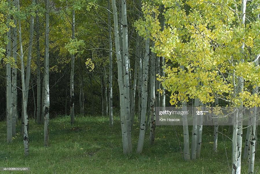 לעצי אספן רועדים (השם הבוטני Populus tremuloides