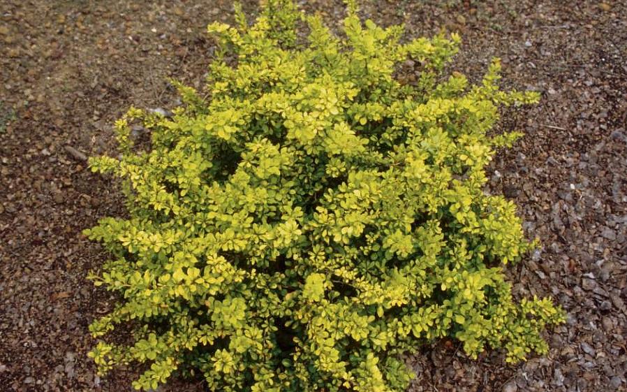 גם ברבריס יפני (Berberis thunbergii) וגם ברברי מצוי הם צמחים פולשים בצפון אירופה