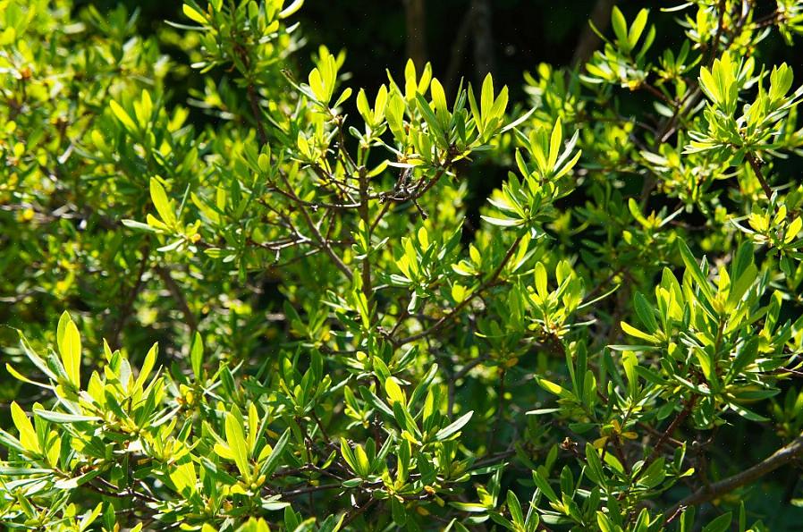 הוא שם נפוץ לשיח שמכנה הטקסונומיה של הצמח Myrica pensylvanica