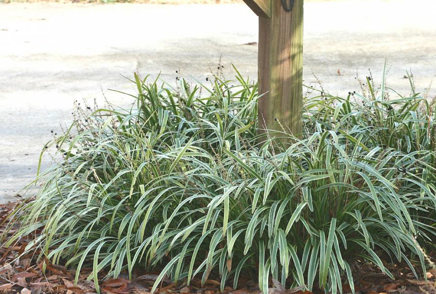 דשא מונדו שחור סובל מגוון רחב של תנאי שמש