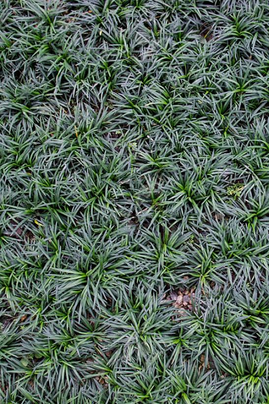 דשא מונדו שחור מופץ בדרך כלל על ידי הרמת וחלוקת השורשים הסיביים באביב