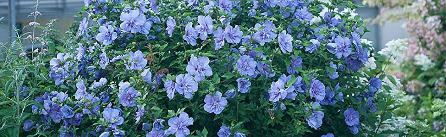פרחי היביסקוס כחולים מעטרים את היביסקוס סריאקוס שיפון כחול מאמצע הקיץ ועד הסתיו