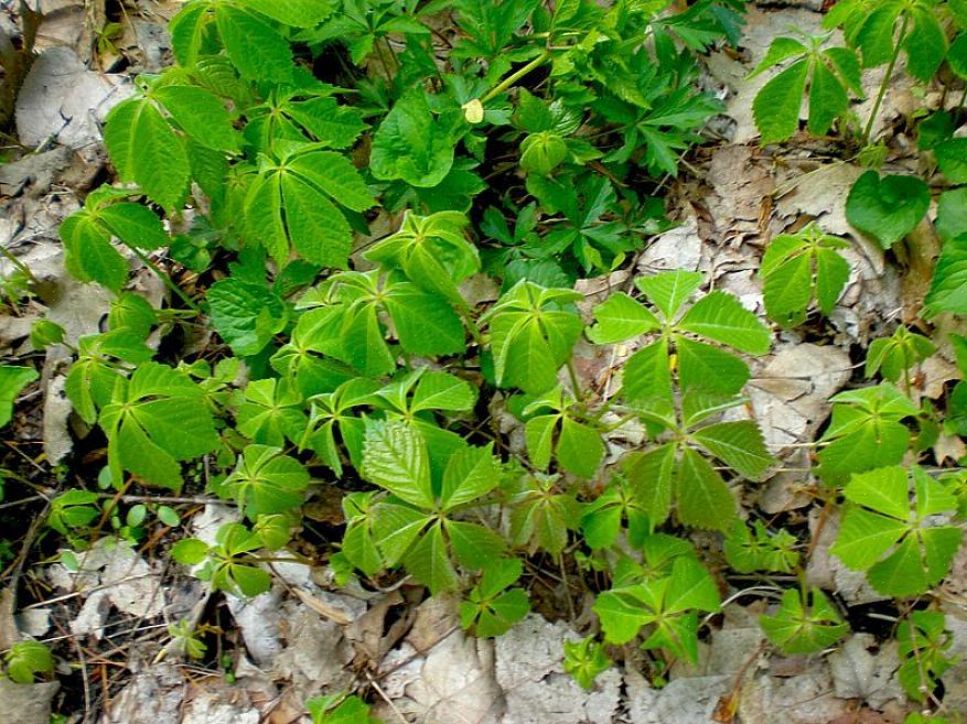 כיסוי קרקע של בונשברי הוא צמח חורש הגדל בצל היער