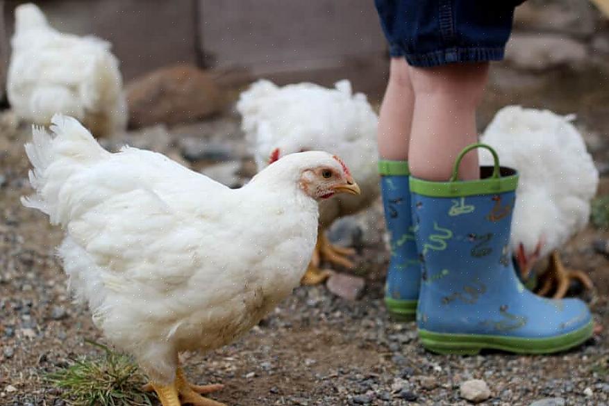 תרנגולות שגדלו לבשר מכונות בדרך כלל "עופות בשר" והן לרוב זן שונה מתרנגולות מטילות