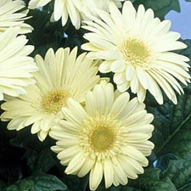 פרחי חיננית גרברה גדלים כצמחים רב שנתיים באזורי השתילה 9 עד 11