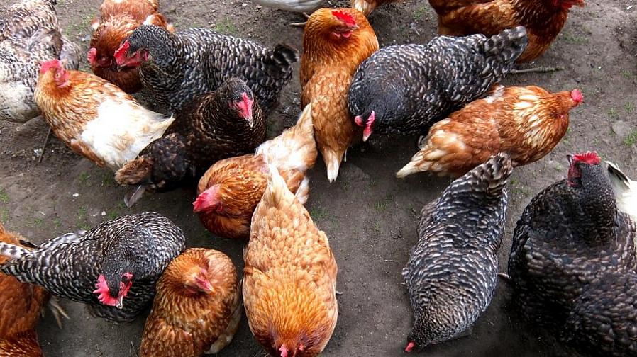 אך חקלאים המגדלים תרנגולות לביצים ו / או לבשר יבחרו ככל הנראה בתרנגולות מגזע גדול על יעילותם הגדולה
