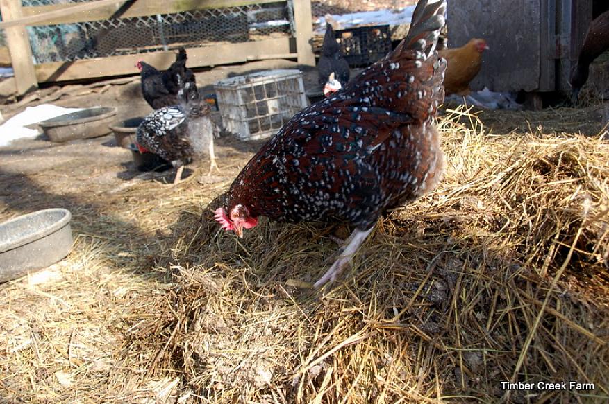 שיטת המלטה העמוקה היא שיטה אחת ברת קיימא לניהול פסולת עוף בלול בה משתמשים חקלאים קטנים רבים