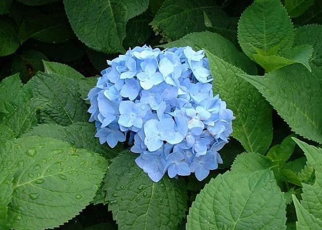 Macrophylla 'Nikko Blue' גובהו לכל היותר 4-6 מטר