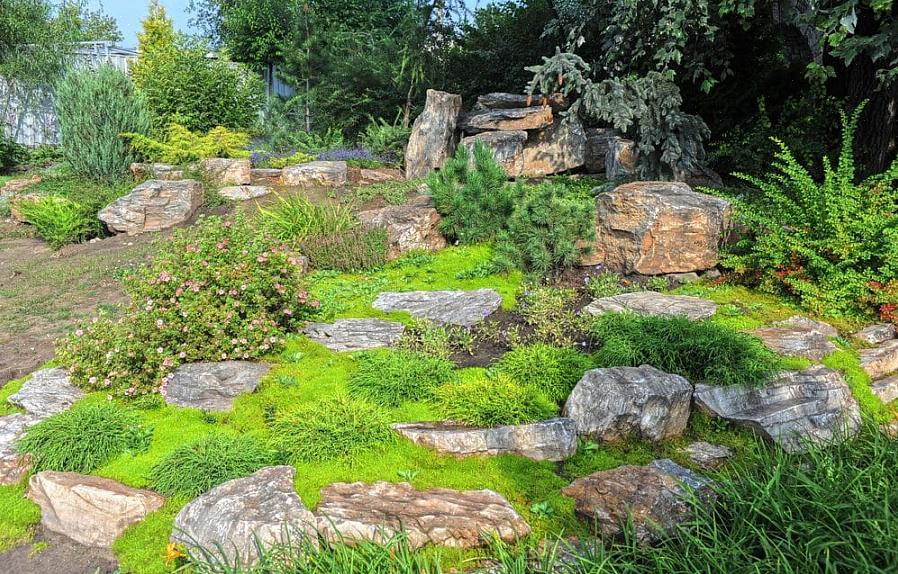 כיסוי קרקע פראי זה יכול לשמש כחלופה לדשא דשא בנקודות מוצלות