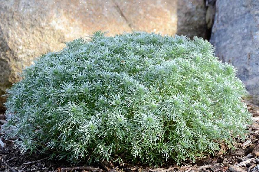 Silvermound Artemisia נקרא מדעית Artemisia schmidtiana ב טקסונומיית הצמחים