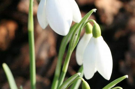 טיפות שלג (Galanthus nivalis) הן מהראשונות שפרחי האביב פורחים