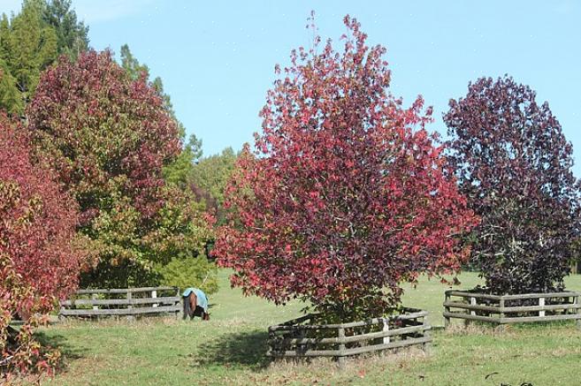 Sweetgum אירופאי הם עצים נשירים היקרים על העלים בצורת כוכב שלהם שהופכים שילוב של צבעי סתיו מבריקים