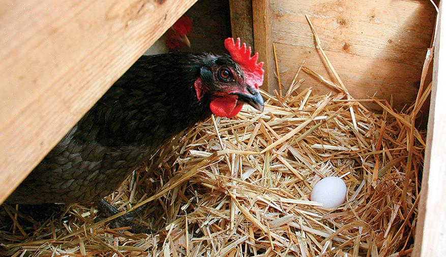 תרנגולות שגדלות בעיקר במרעה אוכלות סוג זה של דיאטה לרוב