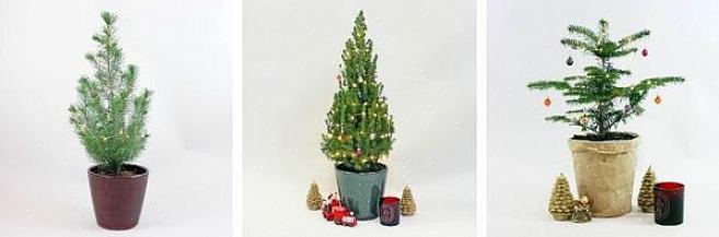 תיהנו מירקות חג המולד שלכם עוד יותר ברגע שתכירו את מסורות חג המולד המפתיעות ואת האווירה הסובבת כל צמח