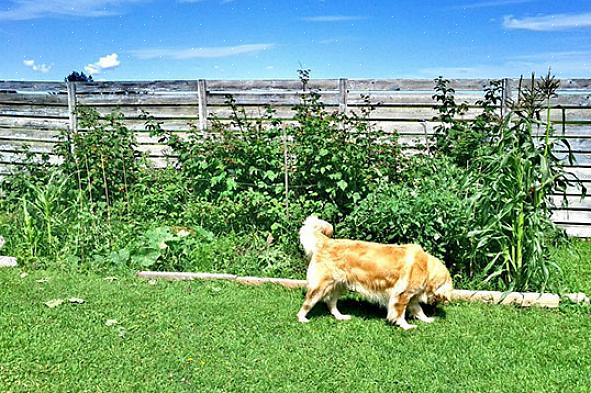 מניעת כניסת כלבים של אנשים אחרים לחצר שלך עשויה להיות בניית גדר או יישום דוחי כלבים תוך מניעת עזיבת כלבים