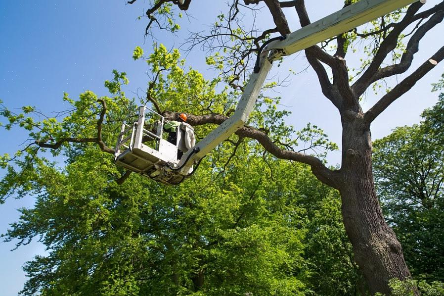 שירותי עצים שמסירים גפיים הממוקמות ישירות מעל חוטי טלפון המובילים לביתכם צריכים להיות בעלי ניסיון בשבירת