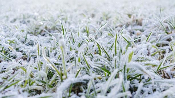 טיפים אלה בהחלט יכולים לעזור לך להכין את הדשא שלך לשרוד את החורף