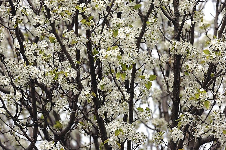 מה אתה יכול לעשות כדי להחיות עצי אגס ברדפורד שנפלו טרף לנבלי עלים