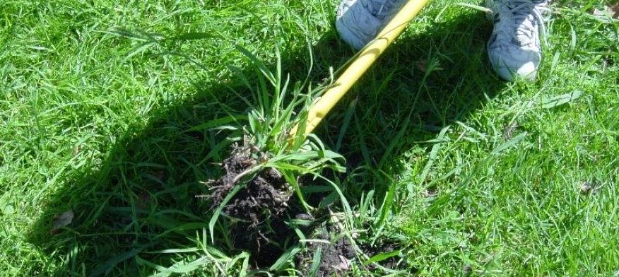 Crabgrass מת בחורף ומשאיר אזורים של להבים חומים שטוחים במדשאה