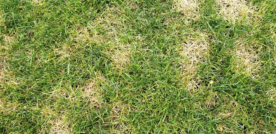 תנאים רבים עלולים לגרום לטלאים של דשא חום ומת על הדשא