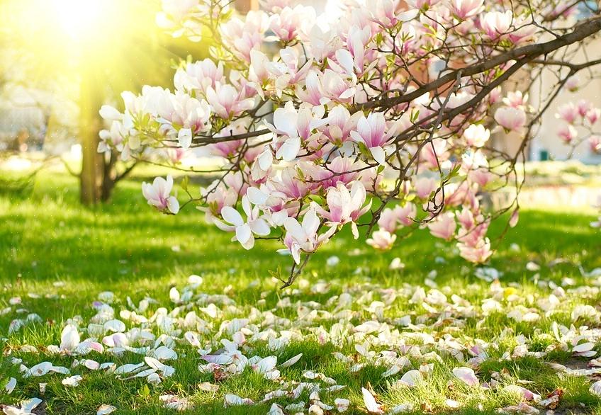 פריחת עצי עץ פרחים ושיחים פורחים עם עלווה אטרקטיבית יכולים לשמש גבול לקווי רכוש גינון או להגדרת מרחבים