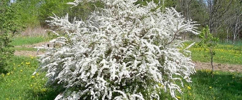 זר הכלה spirea הוא שיח נשיר בינוני הכולל תרסיסים של פרחים לבנים קטנים