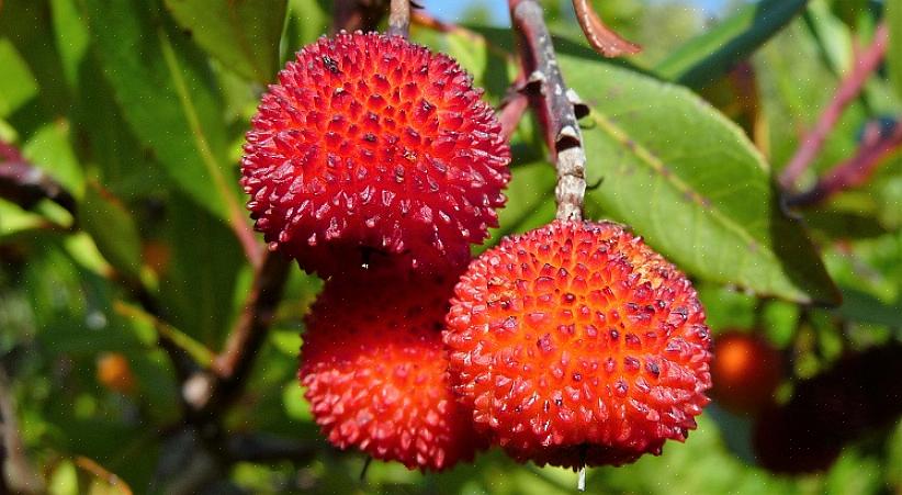 Arbutus unedo נקרא גם עץ תות קילארני