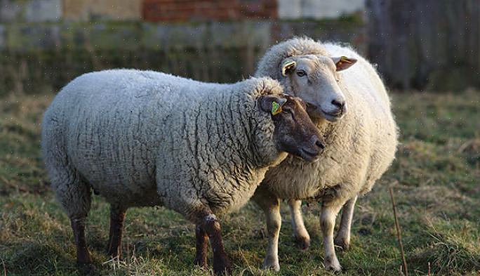ניתן ללמד כבשים לבוא בעת קריאה