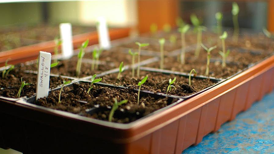 הפעלת זרעים בתוך הבית דורשת אותם אלמנטים בסיסיים כמו גידול צמחים בחוץ