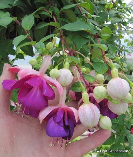 פוקסיה "אלבה" היא תוספת אלגנטית לגן הפרחים הלבן