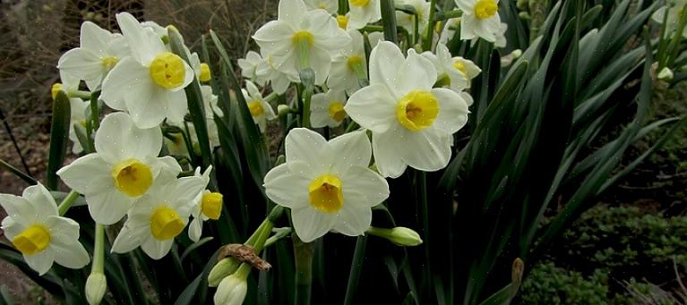 נורות פריחת האביב המוכרות ביותר הן פרחים כמו נרקיסים וצבעונים