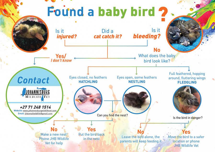 המתן לציפורים ההורות או לשיקום חיות הבר שיאכילו את התינוק בתזונה נכונה