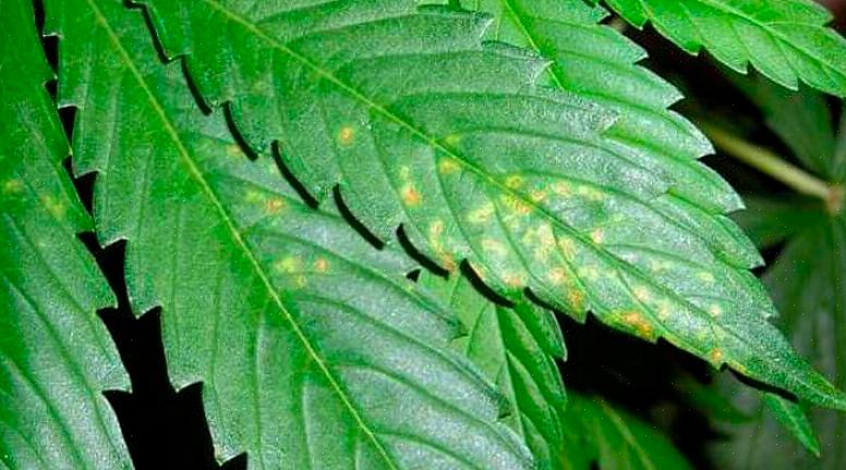 ליקויים בחומרי התזונה הצמחיים מתבטאים לעיתים קרובות בשינוי צבע או עיוות של העלים והגבעולים