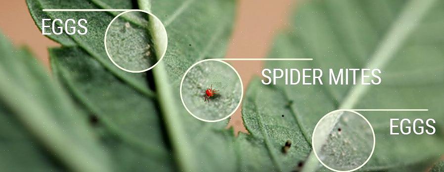 קרדית עץ העכביש היא בין המזיקים הנפוצים ביותר בגנים