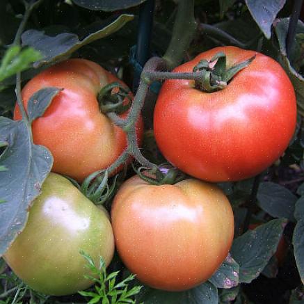 הרבה אנשים חושבים שאתה לא יכול לגדל עגבניות ירושה טובות באזורים הטרופיים או בסובטרופיים
