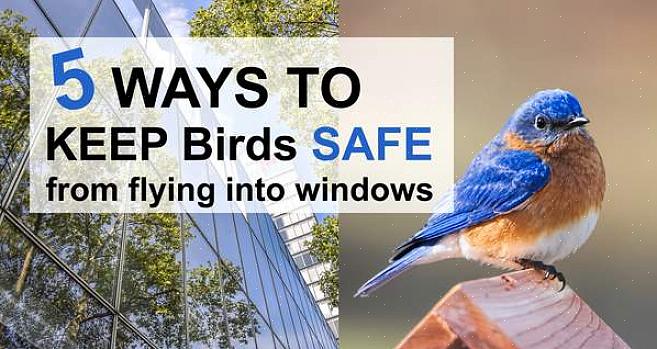 צורה יעילה צורות יעילות של ציפורים עוזרות להקל על הטיסה על ידי הפחתת גרור וחיכוך באוויר