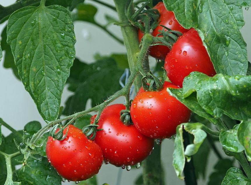מים ואוכל עקביים הם שני המרכיבים הקריטיים ביותר לצמחי עגבניות שמחים ובריאים ולקציר גדול