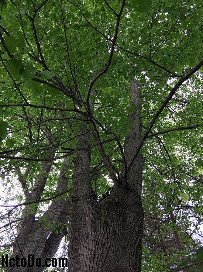 ניתן לבלבל בין עץ זה לבין עץ הסיד המצוי הגדל בפארקים