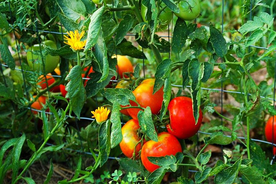 דלעת ובוראז 'למרבה המזל עגבניות הופכות לחברות טובות עם רוב ירקות הגן הפופולריים