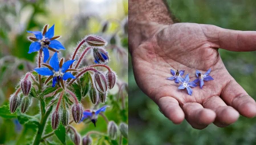 בוראז 'הוא צמח עשבים שנתי שגדל בקלות עם פרחים כחולים חיים ועלים ופרחים בעלי טעם וריח של מלפפונים