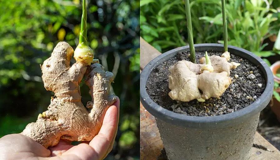 שמור על שורש הג'ינג'ר שלך בצמיחה מאושרת על ידי מתן הסביבה הנכונה