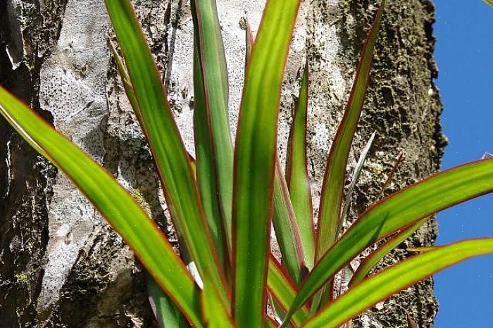 קבוצת דרקיינה היא קבוצה גדולה של צמחים הנעים בין ד 'דראקו הפופולרי והקשוח לעצי ה- Ti הנמצאים בכל מקום