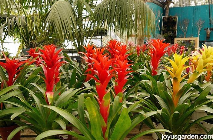 Bromeliads הם אחד הצמחים הטרופיים הטובים ביותר לגדול בבית שלך