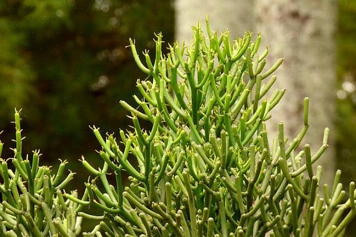 קקטוס העיפרון הנפוץ (Euphorbia tirucalli) הוא בן למשפחת Euphorbia