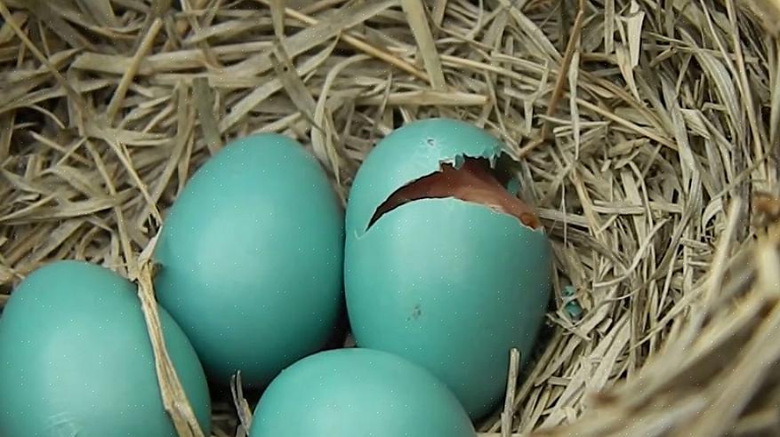 ציפורים אחרות המטילות ביצים כחולות