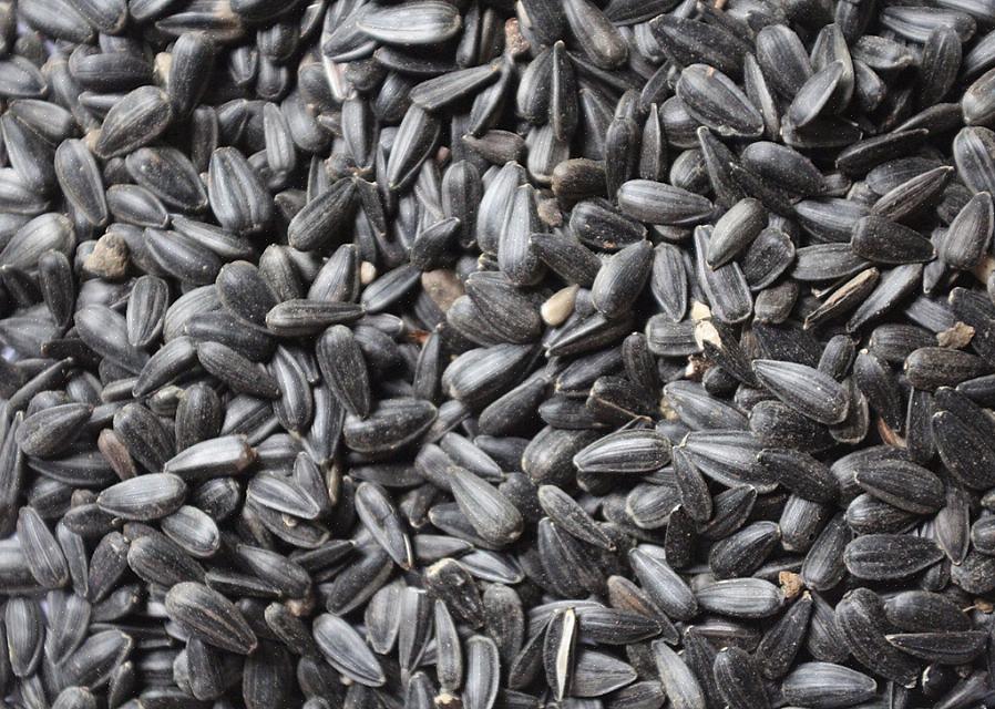 זרעי שמן שחור הם בשרניים יותר ובעלי תכולת שמן גבוהה יותר