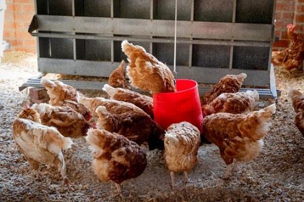 שיטת המלטה העמוקה היא תחזוקה מועטה והיא שומרת על תרנגולות חמות במהלך החורף כאשר המלטה והזבל מתחבאים באטיות