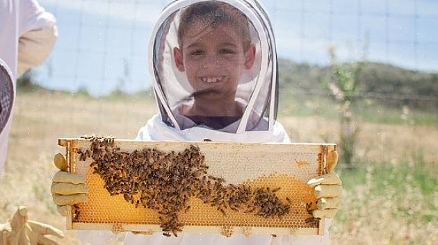 ניתן לארגן משימות גידול דבורים לפי העונה