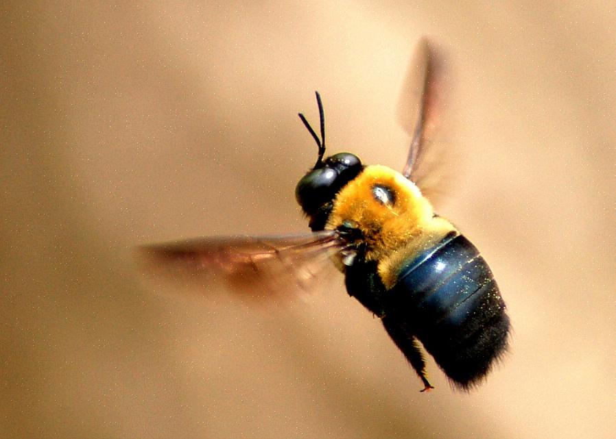 דבורי נגר ייראו נכנסים ויוצאים מחורים בעץ מתחילת האביב ועד סוף הקיץ באקלים קר יותר
